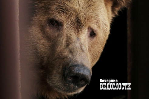 От резкого потепления уральские медведи выползли из берлог