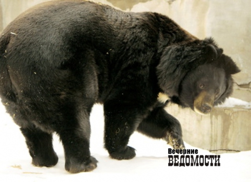 От резкого потепления уральские медведи выползли из берлог