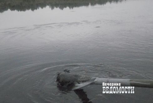 Вечерние слухи. О свердловской власти и «конце света» Вечерние слухи. О свердловской власти и «конце света»