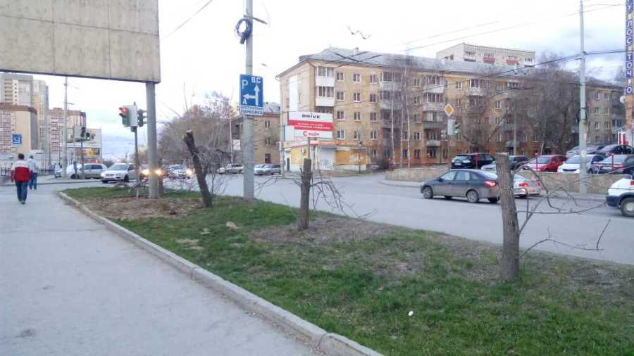 Чтобы лучше видеть рекламу, в Екатеринбурге спилили яблони Чтобы лучше видеть рекламу, в Екатеринбурге спилили яблони