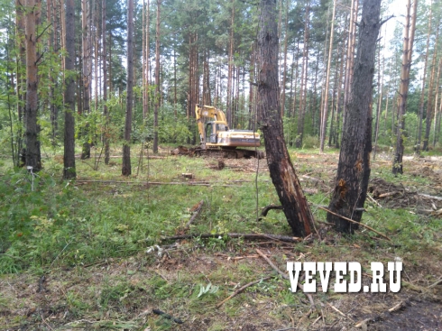 Лесорубы вновь начали валить лес у поселка под Екатеринбургом. Лесничество обратилось в полицию