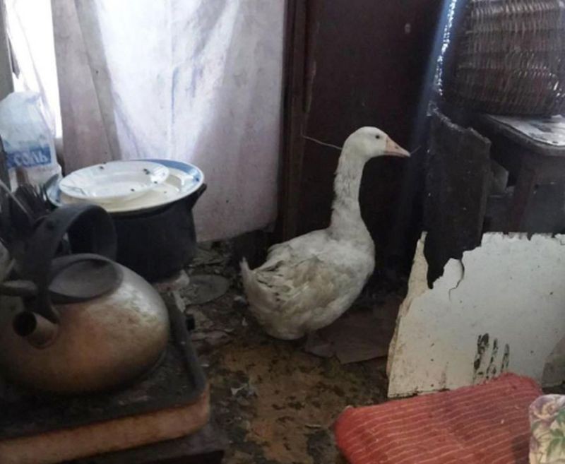 Жители Режа жалуются на соседку, содержащую в квартире гусей и индюков