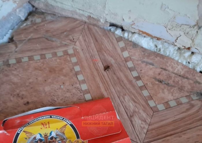 Жительница Нижнего Тагила пожаловалась на тараканов в детской больнице
